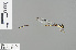  ( - RMNH.INS.503976)  @13 [ ] CreativeCommons - Attribution Non-Commercial Share-Alike (2013) Unspecified Naturalis Biodiversity Center