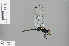  ( - RMNH.INS.503979)  @11 [ ] CreativeCommons - Attribution Non-Commercial Share-Alike (2013) Unspecified Naturalis Biodiversity Center