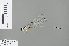 (Coeliccia macrostigma - RMNH.INS.504011)  @13 [ ] CreativeCommons - Attribution Non-Commercial Share-Alike (2013) Unspecified Naturalis Biodiversity Center