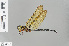  (Oligoaeschna - RMNH.INS.504012)  @13 [ ] CreativeCommons - Attribution Non-Commercial Share-Alike (2013) Unspecified Naturalis Biodiversity Center
