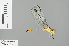  (Orchithemis - RMNH.INS.504016)  @13 [ ] CreativeCommons - Attribution Non-Commercial Share-Alike (2013) Unspecified Naturalis Biodiversity Center