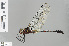  ( - RMNH.INS.504019)  @11 [ ] CreativeCommons - Attribution Non-Commercial Share-Alike (2013) Unspecified Naturalis Biodiversity Center
