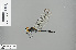  (Pornothemis serrata - RMNH.INS.504030)  @14 [ ] CreativeCommons - Attribution Non-Commercial Share-Alike (2013) Unspecified Naturalis Biodiversity Center