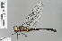  ( - RMNH.INS.504033)  @11 [ ] CreativeCommons - Attribution Non-Commercial Share-Alike (2013) Unspecified Naturalis Biodiversity Center