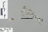  ( - RMNH.INS.504042)  @14 [ ] CreativeCommons - Attribution Non-Commercial Share-Alike (2013) Unspecified Naturalis Biodiversity Center