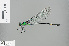  ( - RMNH.INS.504043)  @11 [ ] CreativeCommons - Attribution Non-Commercial Share-Alike (2013) Unspecified Naturalis Biodiversity Center