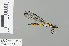  ( - RMNH.INS.504044)  @11 [ ] CreativeCommons - Attribution Non-Commercial Share-Alike (2013) Unspecified Naturalis Biodiversity Center