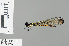  ( - RMNH.INS.504045)  @11 [ ] CreativeCommons - Attribution Non-Commercial Share-Alike (2013) Unspecified Naturalis Biodiversity Center
