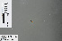  ( - RMNH.INS.504138)  @11 [ ] CreativeCommons - Attribution Non-Commercial Share-Alike (2013) Unspecified Naturalis Biodiversity Center
