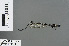  ( - RMNH.INS.504175)  @13 [ ] CreativeCommons - Attribution Non-Commercial Share-Alike (2013) Unspecified Naturalis Biodiversity Center