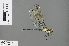  (Hemistigma - RMNH.INS.504459)  @14 [ ] CreativeCommons - Attribution Non-Commercial Share-Alike (2013) Unspecified Naturalis Biodiversity Center