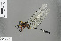  ( - RMNH.INS.504472)  @13 [ ] CreativeCommons - Attribution Non-Commercial Share-Alike (2013) Unspecified Naturalis Biodiversity Center