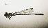  (Coenagriocnemis - RMNH.INS.504474)  @13 [ ] CreativeCommons - Attribution Non-Commercial Share-Alike (2013) Unspecified Naturalis Biodiversity Center