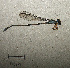  ( - RMNH.INS.504476)  @12 [ ] CreativeCommons - Attribution Non-Commercial Share-Alike (2013) Unspecified Naturalis Biodiversity Center