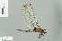  ( - RMNH.INS.504521)  @13 [ ] CreativeCommons - Attribution Non-Commercial Share-Alike (2013) Unspecified Naturalis Biodiversity Center