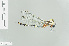  (Notoaeschna - RMNH.INS.504938)  @13 [ ] CreativeCommons - Attribution Non-Commercial Share-Alike (2013) Unspecified Naturalis Biodiversity Center