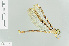  (Telephlebia - RMNH.INS.505215)  @13 [ ] CreativeCommons - Attribution Non-Commercial Share-Alike (2013) Unspecified Naturalis Biodiversity Center
