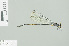  (Pseudagrion ignifer - RMNH.INS.505220)  @14 [ ] CreativeCommons - Attribution Non-Commercial Share-Alike (2013) Unspecified Naturalis Biodiversity Center