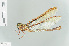  (Austrophlebia - RMNH.INS.505266)  @14 [ ] CreativeCommons - Attribution Non-Commercial Share-Alike (2013) Unspecified Naturalis Biodiversity Center