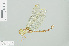  (Antipodophlebia - RMNH.INS.505305)  @14 [ ] CreativeCommons - Attribution Non-Commercial Share-Alike (2013) Unspecified Naturalis Biodiversity Center