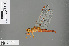 ( - RMNH.INS.505314)  @13 [ ] CreativeCommons - Attribution Non-Commercial Share-Alike (2013) Unspecified Naturalis Biodiversity Center