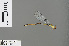  ( - RMNH.INS.505319)  @13 [ ] CreativeCommons - Attribution Non-Commercial Share-Alike (2013) Unspecified Naturalis Biodiversity Center