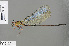  ( - RMNH.INS.505321)  @14 [ ] CreativeCommons - Attribution Non-Commercial Share-Alike (2013) Unspecified Naturalis Biodiversity Center