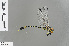  ( - RMNH.INS.505337)  @12 [ ] CreativeCommons - Attribution Non-Commercial Share-Alike (2013) Unspecified Naturalis Biodiversity Center