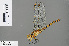  ( - RMNH.INS.505358)  @14 [ ] CreativeCommons - Attribution Non-Commercial Share-Alike (2013) Unspecified Naturalis Biodiversity Center
