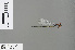  (Pseudagrion massaicum - RMNH.INS.505377)  @13 [ ] CreativeCommons - Attribution Non-Commercial Share-Alike (2013) Unspecified Naturalis Biodiversity Center