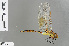  ( - RMNH.INS.505383)  @14 [ ] CreativeCommons - Attribution Non-Commercial Share-Alike (2013) Unspecified Naturalis Biodiversity Center