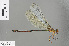  ( - RMNH.INS.505403)  @14 [ ] CreativeCommons - Attribution Non-Commercial Share-Alike (2013) Unspecified Naturalis Biodiversity Center