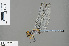  ( - RMNH.INS.505407)  @14 [ ] CreativeCommons - Attribution Non-Commercial Share-Alike (2013) Unspecified Naturalis Biodiversity Center