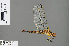  ( - RMNH.INS.505408)  @14 [ ] CreativeCommons - Attribution Non-Commercial Share-Alike (2013) Unspecified Naturalis Biodiversity Center