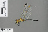  ( - RMNH.INS.505409)  @14 [ ] CreativeCommons - Attribution Non-Commercial Share-Alike (2013) Unspecified Naturalis Biodiversity Center