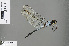 ( - RMNH.INS.505419)  @13 [ ] CreativeCommons - Attribution Non-Commercial Share-Alike (2013) Unspecified Naturalis Biodiversity Center