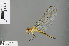  ( - RMNH.INS.505422)  @13 [ ] CreativeCommons - Attribution Non-Commercial Share-Alike (2013) Unspecified Naturalis Biodiversity Center