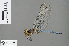  ( - RMNH.INS.505435)  @14 [ ] CreativeCommons - Attribution Non-Commercial Share-Alike (2013) Unspecified Naturalis Biodiversity Center