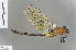  (Anax tristis - RMNH.INS.505443)  @13 [ ] CreativeCommons - Attribution Non-Commercial Share-Alike (2013) Unspecified Naturalis Biodiversity Center