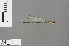  ( - RMNH.INS.505445)  @12 [ ] CreativeCommons - Attribution Non-Commercial Share-Alike (2013) Unspecified Naturalis Biodiversity Center