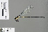  ( - RMNH.INS.505447)  @13 [ ] CreativeCommons - Attribution Non-Commercial Share-Alike (2013) Unspecified Naturalis Biodiversity Center
