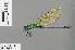  ( - RMNH.INS.505450)  @13 [ ] CreativeCommons - Attribution Non-Commercial Share-Alike (2013) Unspecified Naturalis Biodiversity Center