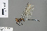  ( - RMNH.INS.505465)  @13 [ ] CreativeCommons - Attribution Non-Commercial Share-Alike (2013) Unspecified Naturalis Biodiversity Center