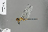  ( - RMNH.INS.505468)  @13 [ ] CreativeCommons - Attribution Non-Commercial Share-Alike (2013) Unspecified Naturalis Biodiversity Center