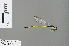  (Pseudagrion inconspicuum - RMNH.INS.505469)  @11 [ ] CreativeCommons - Attribution Non-Commercial Share-Alike (2013) Unspecified Naturalis Biodiversity Center