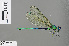  (Umma electa - RMNH.INS.505502)  @13 [ ] CreativeCommons - Attribution Non-Commercial Share-Alike (2013) Unspecified Naturalis Biodiversity Center