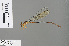  ( - RMNH.INS.505508)  @13 [ ] CreativeCommons - Attribution Non-Commercial Share-Alike (2013) Unspecified Naturalis Biodiversity Center