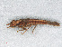  ( - RMNH.INS.505531)  @11 [ ] CreativeCommons - Attribution Non-Commercial Share-Alike (2013) Unspecified Naturalis Biodiversity Center