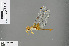  (Crocothemis brevistigma - RMNH.INS.505571)  @12 [ ] CreativeCommons - Attribution Non-Commercial Share-Alike (2013) Unspecified Naturalis Biodiversity Center