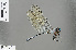  ( - RMNH.INS.505598)  @14 [ ] CreativeCommons - Attribution Non-Commercial Share-Alike (2013) Unspecified Naturalis Biodiversity Center